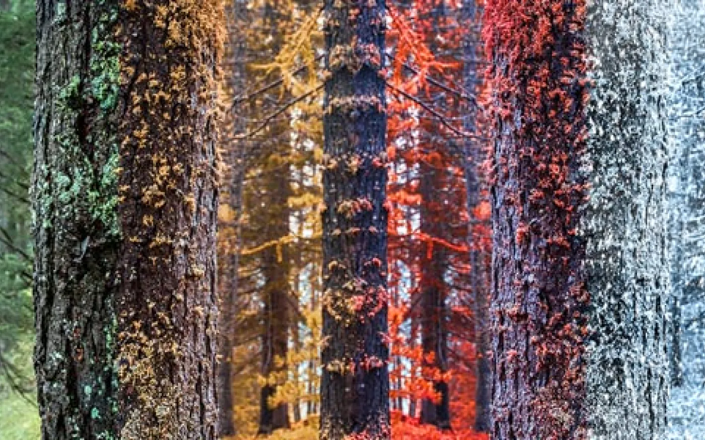 forest trees transitioning through the seasons